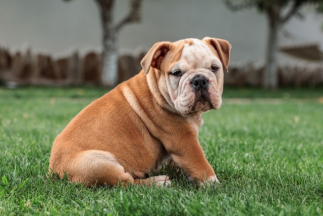 Die Vielfalt der Bulldoggen-Rassen