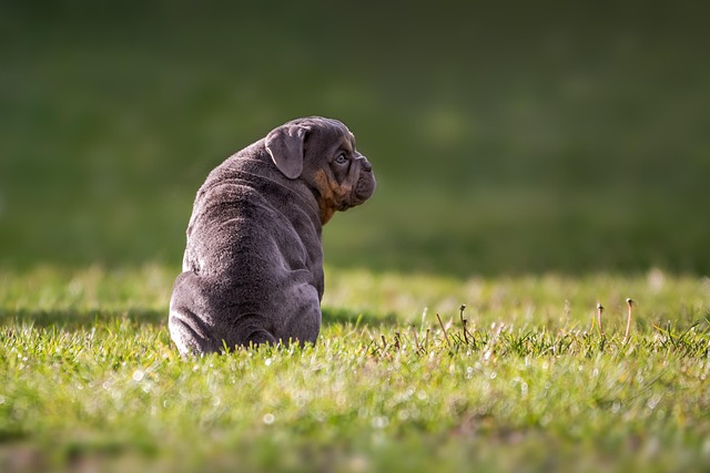 A small bulldog puppy sitting on green grass