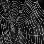 .NET Full Stack: Your 2026 Guide to Modern Web Development