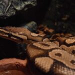 Python AI development ecosystem