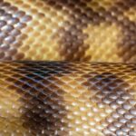 python machine learning