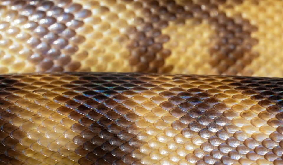 python machine learning