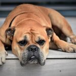 responsible bulldog breeder with puppies