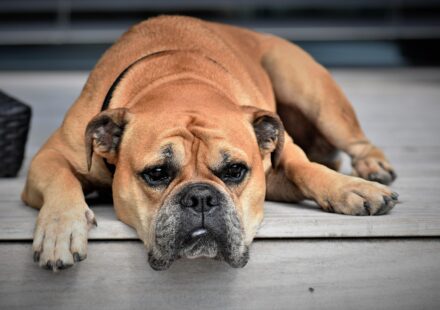 responsible bulldog breeder with puppies