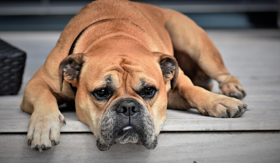 responsible bulldog breeder with puppies