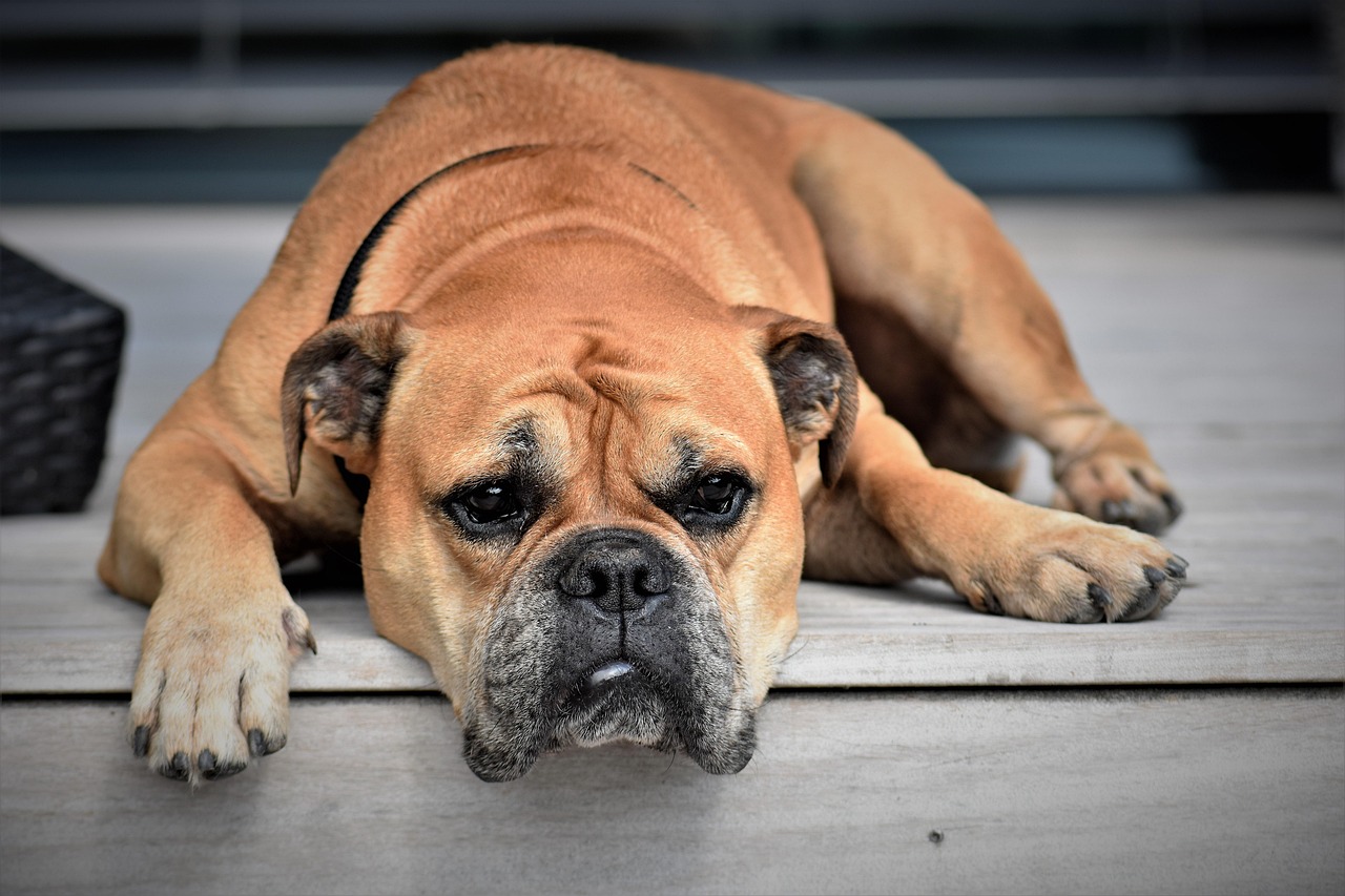Bulldoggen Kaufen 2026: Ein Leitfaden für verantwortungsvolle Halter
