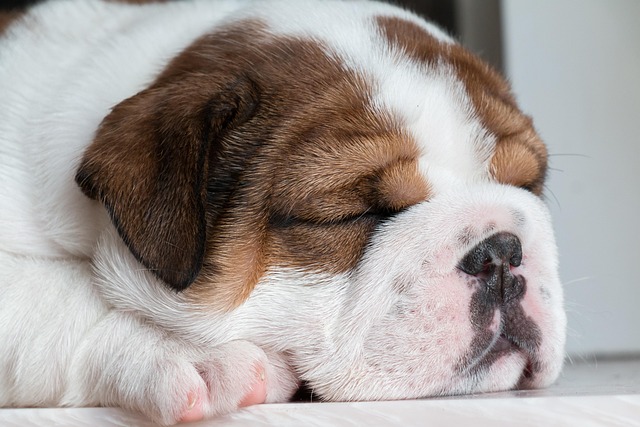 A sleeping brown and white bulldog puppy